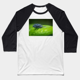 A spiny leaf beetle sipping water on the leaf Baseball T-Shirt